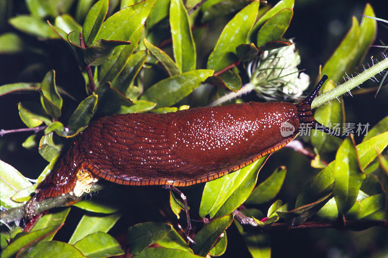 红蛞蝓(Arion rufus)